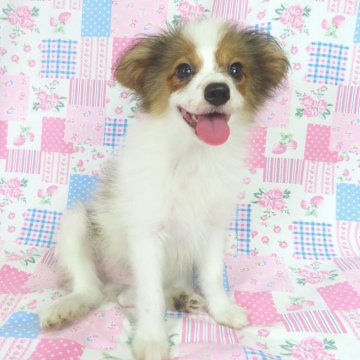 パピヨン【千葉県・男の子・2025年4月26日・ホワイト&レッドセーブル】の写真「日本で一番歴史のあるパピヨンブリーダー」