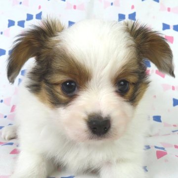 パピヨン【千葉県・女の子・2025年9月22日・ホワイト&レッドセーブル】の写真「日本で一番歴史のあるパピヨンブリーダー」