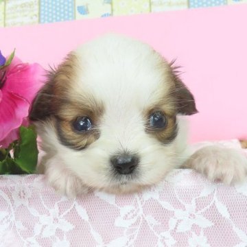 パピヨン【千葉県・女の子・2025年10月18日・ホワイト&レッドセーブル】の写真「日本で一番歴史のあるパピヨンブリーダー」