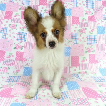 パピヨン【千葉県・男の子・2025年6月27日・ホワイト&レッドセーブル】の写真「日本で一番歴史のあるパピヨンブリーダー」