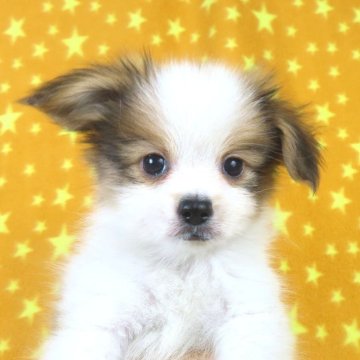 パピヨン【千葉県・男の子・2025年9月26日・ホワイト&レッドセーブル】の写真「日本で一番歴史のあるパピヨンブリーダー」