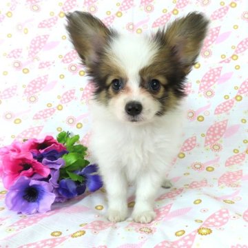 パピヨン【千葉県・男の子・2025年7月3日・ホワイト&レッドセーブル】の写真「日本で一番歴史のあるパピヨンブリーダー」