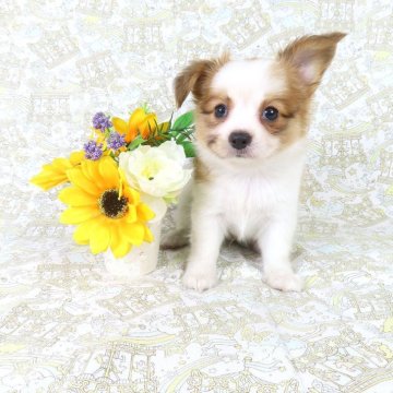 パピヨン【千葉県・男の子・2025年8月3日・ホワイト&レッドセーブル】の写真「日本で一番歴史のあるパピヨンブリーダー」