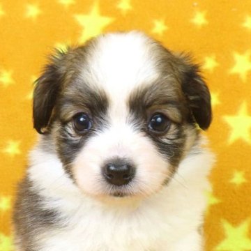 パピヨン【千葉県・女の子・2025年10月1日・ホワイト&レッドセーブル】の写真「日本で一番歴史のあるパピヨンブリーダー」