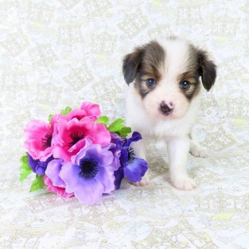 パピヨン【千葉県・男の子・2025年8月14日・ホワイト&レッドセーブル】の写真「日本で一番歴史のあるパピヨンブリーダー」
