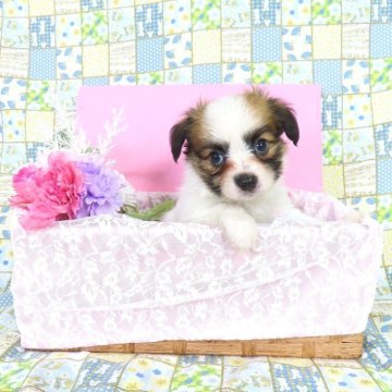 パピヨン【千葉県・男の子・2025年5月13日・ホワイト&レッドセーブル】の写真「日本で一番歴史のあるパピヨンブリーダー」