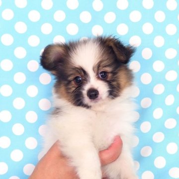 パピヨン【千葉県・男の子・2025年4月26日・ホワイト&レッドセーブル】の写真「日本で一番歴史のあるパピヨンブリーダー」