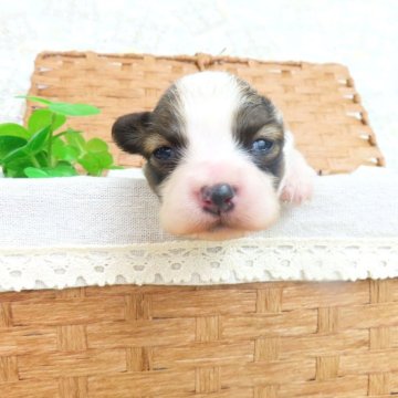 パピヨン【千葉県・男の子・2025年2月3日・ホワイト&レッドセーブル】の写真「日本で一番歴史のあるパピヨンブリーダー」