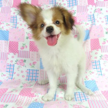 パピヨン【千葉県・女の子・2025年6月23日・ホワイト&レッドセーブル】の写真「日本で一番歴史のあるパピヨンブリーダー」