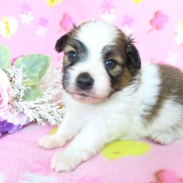 パピヨン【千葉県・男の子・2025年4月26日・ホワイト&レッドセーブル】の写真「日本で一番歴史のあるパピヨンブリーダー」