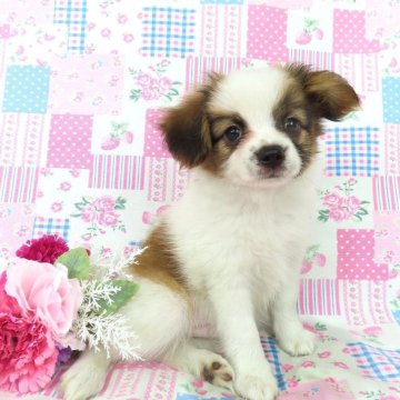 パピヨン【千葉県・男の子・2025年4月27日・ホワイト&レッドセーブル】の写真「日本で一番歴史のあるパピヨンブリーダー」