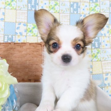 パピヨン【千葉県・男の子・2025年3月19日・ホワイト&レッドセーブル】の写真「日本で一番歴史のあるパピヨンブリーダー」