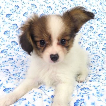 パピヨン【千葉県・女の子・2025年9月1日・ホワイト&レッドセーブル】の写真「日本で一番歴史のあるパピヨンブリーダー」