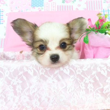 パピヨン【千葉県・男の子・2025年6月17日・ホワイト&レッドセーブル】の写真「日本で一番歴史のあるパピヨンブリーダー」