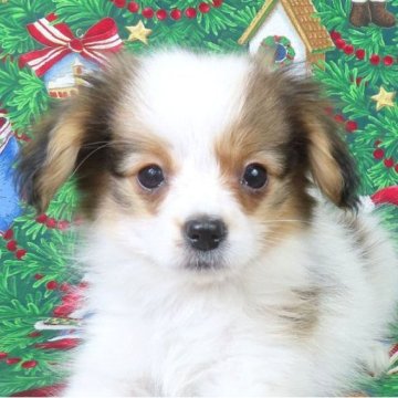 パピヨン【千葉県・女の子・2025年10月1日・ホワイト&レッドセーブル】の写真「日本で一番歴史のあるパピヨンブリーダー」