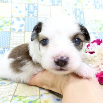 パピヨン【千葉県・男の子・2025年3月12日・ホワイト&レッドセーブル】の写真「日本で一番歴史のあるパピヨンブリーダー」