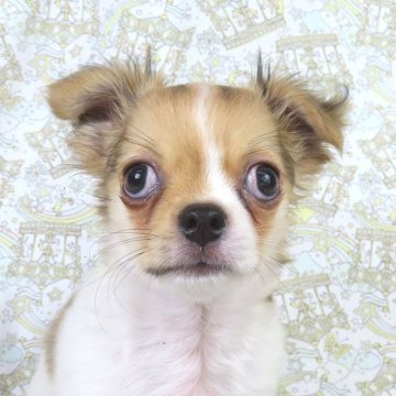 チワワ(ロング)【千葉県・男の子・2025年9月10日・ホワイト&レッド】の写真「日本で一番歴史のあるパピヨンブリーダー」