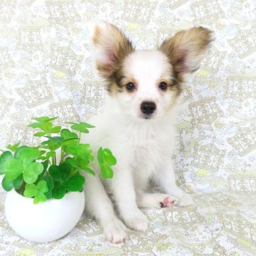 パピヨン【千葉県・男の子・2025年6月20日・ホワイト&レッドセーブル】の写真「日本で一番歴史のあるパピヨンブリーダー」