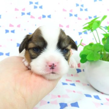 パピヨン【千葉県・女の子・2025年2月16日・ホワイト&レッドセーブル】の写真「日本で一番歴史のあるパピヨンブリーダー」