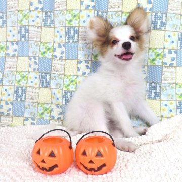 パピヨン【千葉県・男の子・2025年6月20日・ホワイト&レッドセーブル】の写真「日本で一番歴史のあるパピヨンブリーダー」