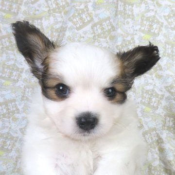 パピヨン【千葉県・男の子・2025年10月18日・ホワイト&レッドセーブル】の写真「日本で一番歴史のあるパピヨンブリーダー」