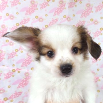 パピヨン【千葉県・男の子・2026年4月1日・ホワイト&レッドセーブル】の写真「日本で一番歴史のあるパピヨンブリーダー」