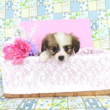 パピヨン【千葉県・女の子・2025年5月13日・ホワイト&レッドセーブル】の写真「日本で一番歴史のあるパピヨンブリーダー」