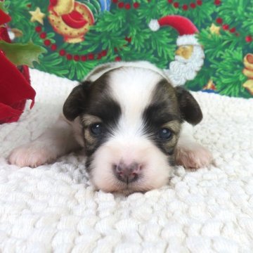 パピヨン【千葉県・女の子・2025年11月21日・ホワイト&レッドセーブル】の写真「日本で一番歴史のあるパピヨンブリーダー」