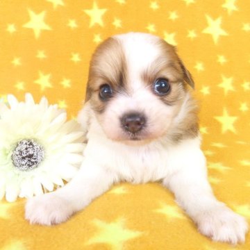 パピヨン【千葉県・男の子・2025年8月3日・ホワイト&レッドセーブル】の写真「日本で一番歴史のあるパピヨンブリーダー」