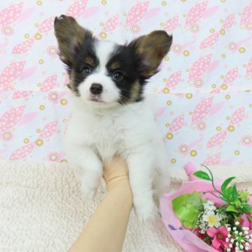 パピヨン【千葉県・男の子・2025年2月19日・トライカラー】の写真「日本で一番歴史のあるパピヨンブリーダー」