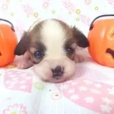 パピヨン