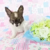 パピヨン