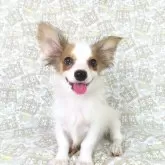 パピヨン