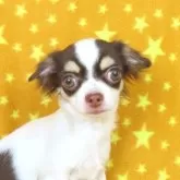 チワワ(ロング)