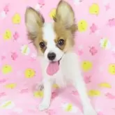パピヨン