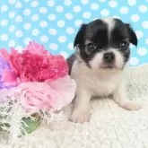 チワワ(ロング)