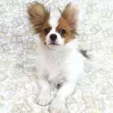 パピヨン