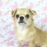 チワワ(ロング)