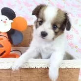 パピヨン