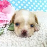 チワワ(ロング)