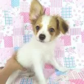 パピヨン