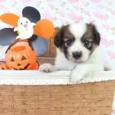 パピヨン