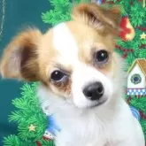 チワワ(ロング)