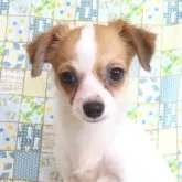 チワワ(ロング)