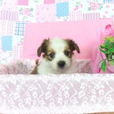 パピヨン
