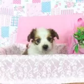 パピヨン