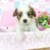 パピヨン