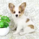 パピヨン【千葉県・女の子・2025年6月20日・ホワイト&レッドセーブル】の写真1「8/19現在の体重は0.945ｋｇです。」