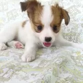 パピヨン