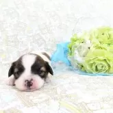 パピヨン